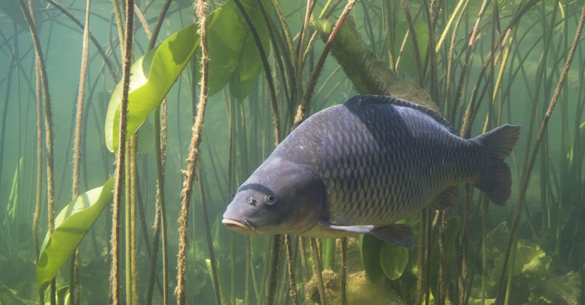 pulp and paper fish feed