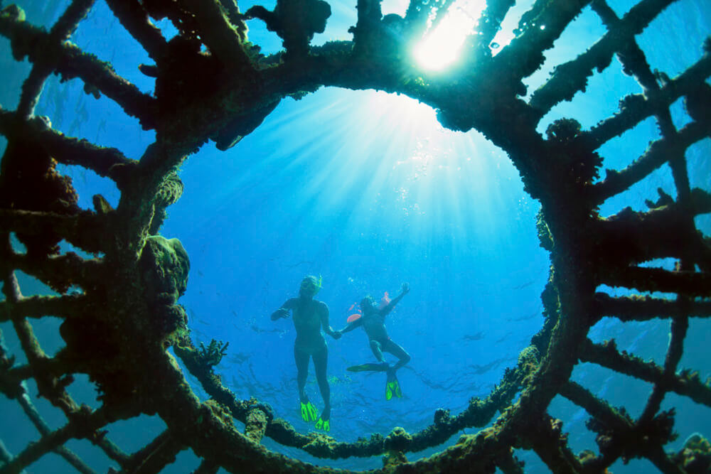 Artificial Coral Reefs Restore Whole Ecosystems